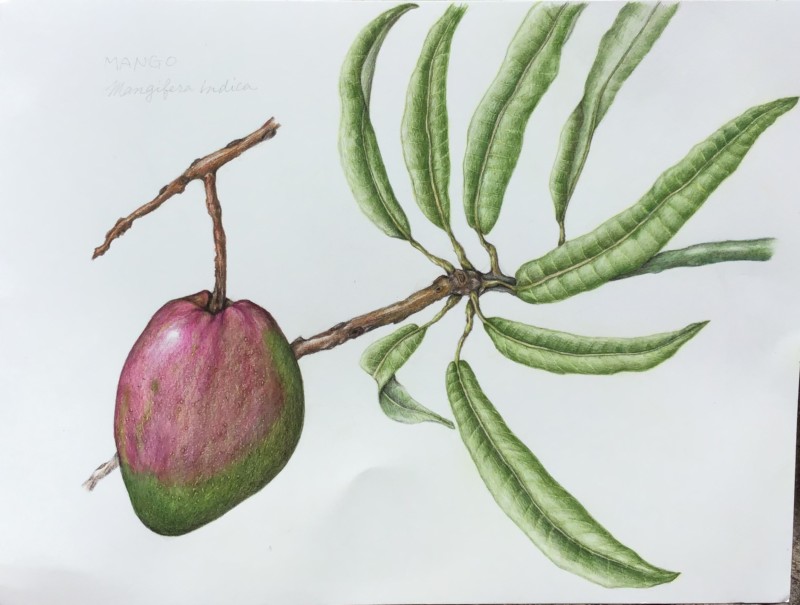 mango-tree-with-immature-fruit