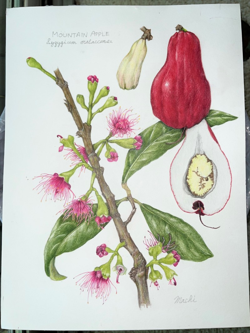mountain-apple_pam