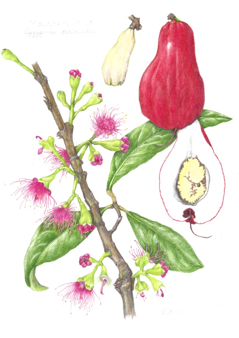 mountain-apple