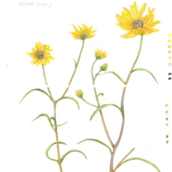 Narrow leaf sunflower