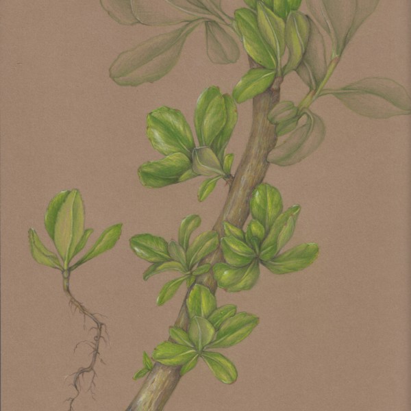 Naupaka in progress