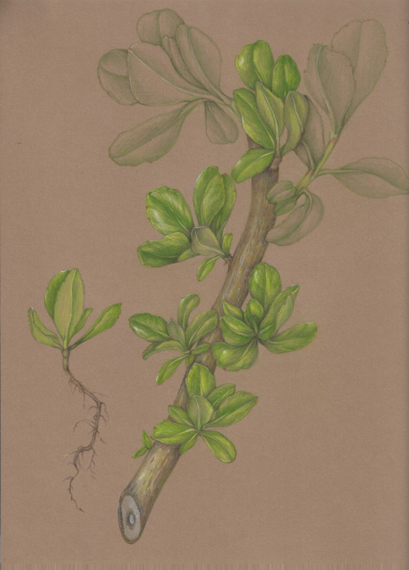 naupaka-in-progress