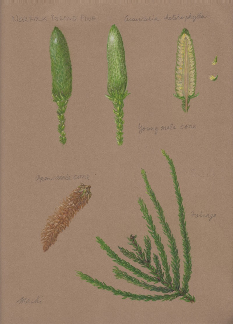 norfork-island-pine
