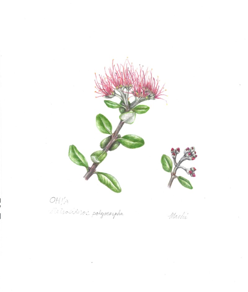 ohia-2