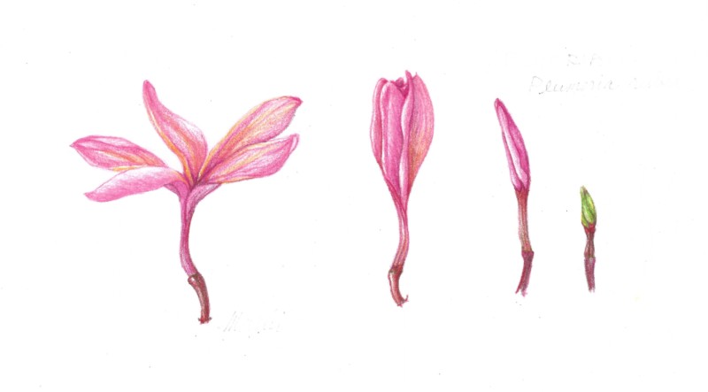 plumeria-flowers
