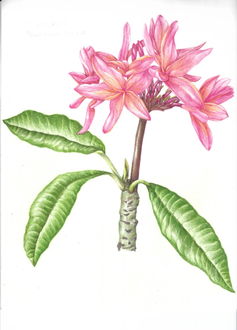 plumeria-revised-scan600