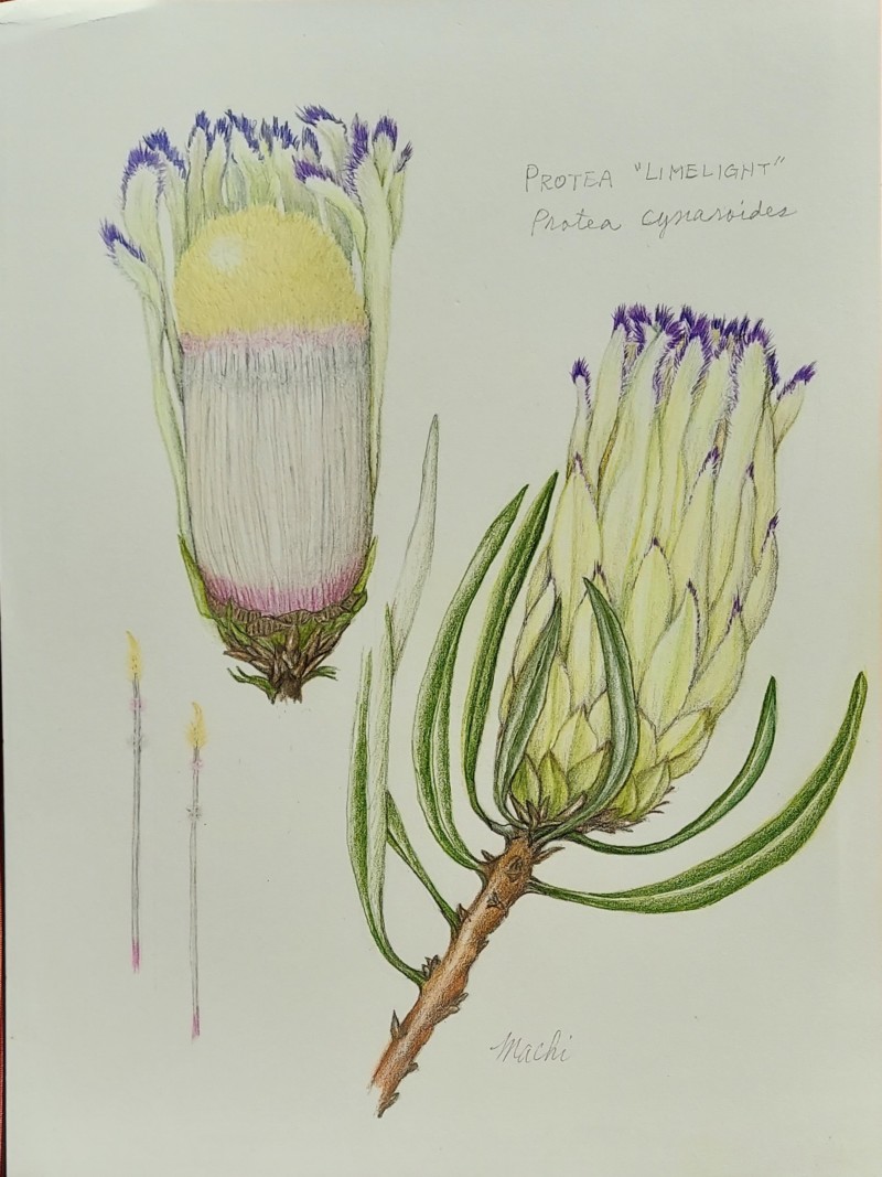 protea-camera-2