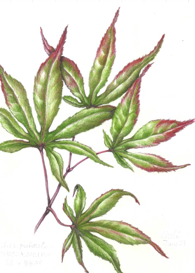 shojonomura-summer-leaves