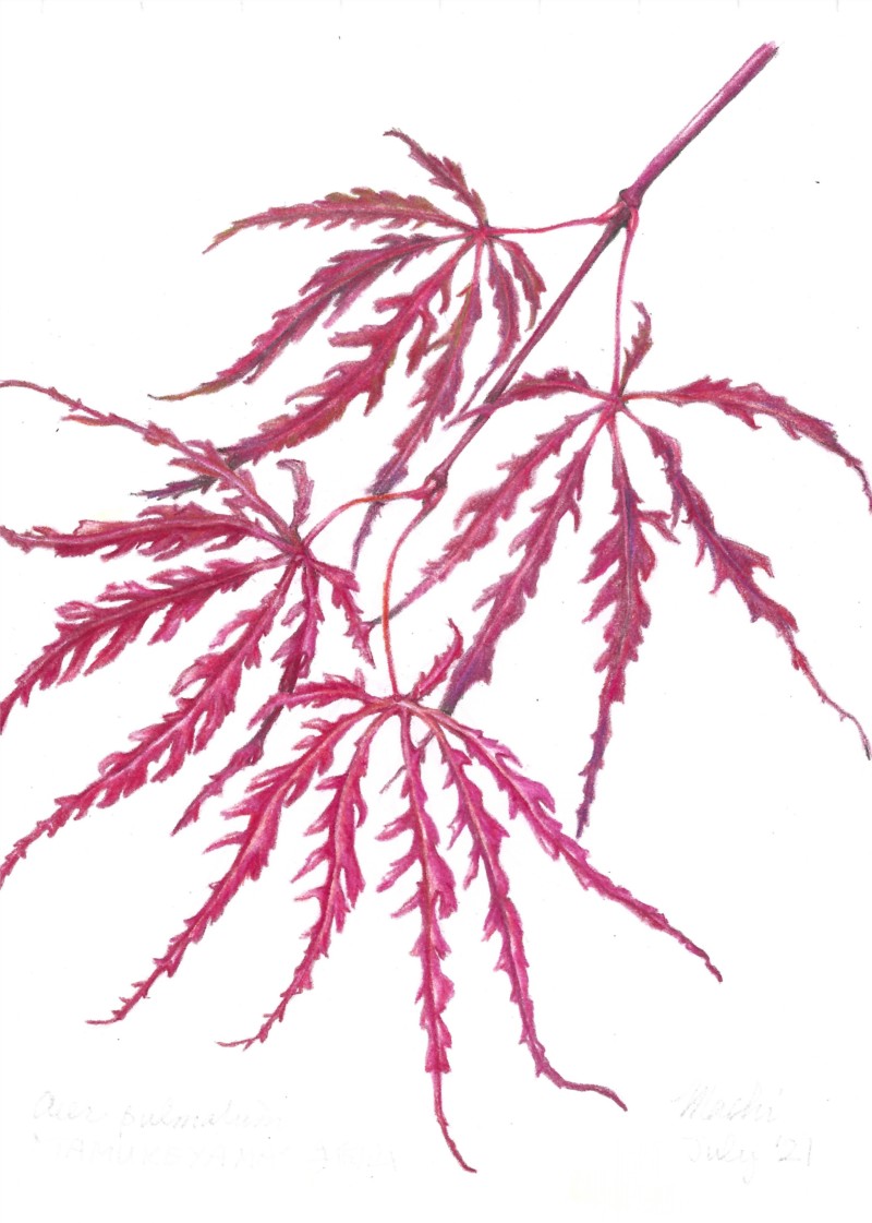 tamukeyama-summer-leaves