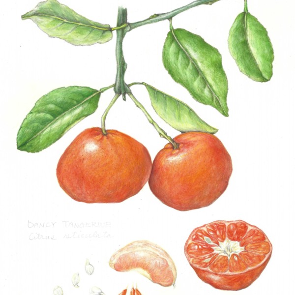 Tangerine2