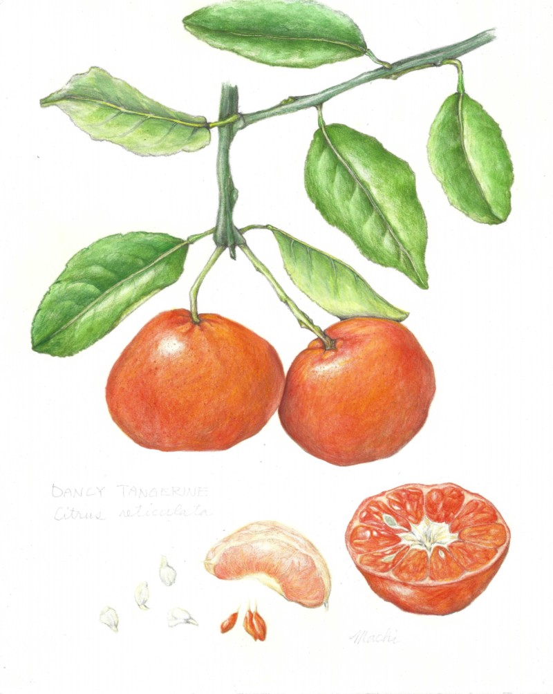 tangerine2