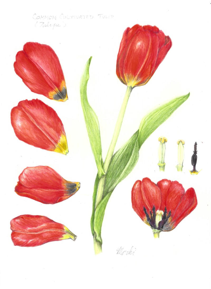 tulip-practice