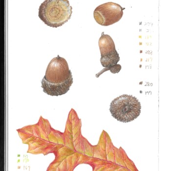 white-oak-acorn