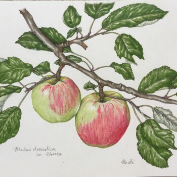 apple-from-roswithas-garden