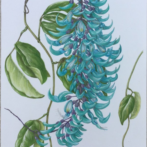 blue jade vine revised