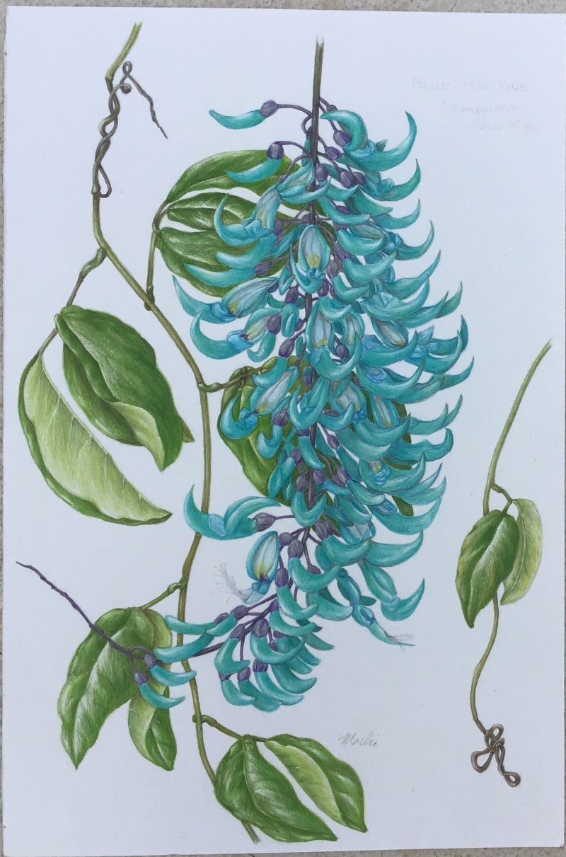 blue-jade-vine-revised