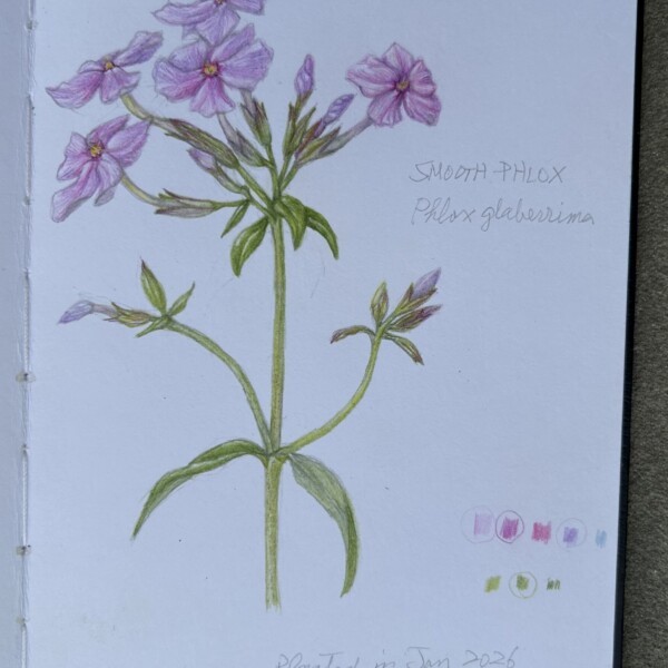 Smooth Phlox
