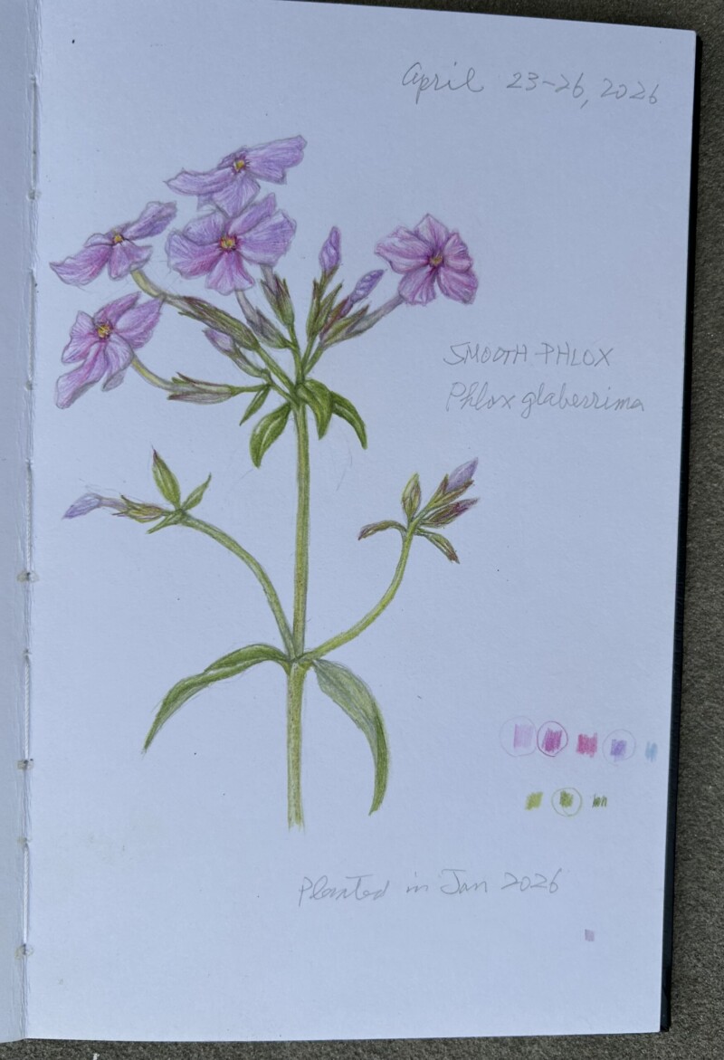 smooth-phlox
