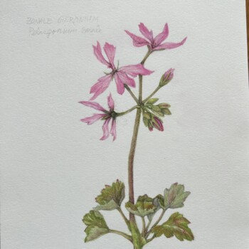 zonal-geranium