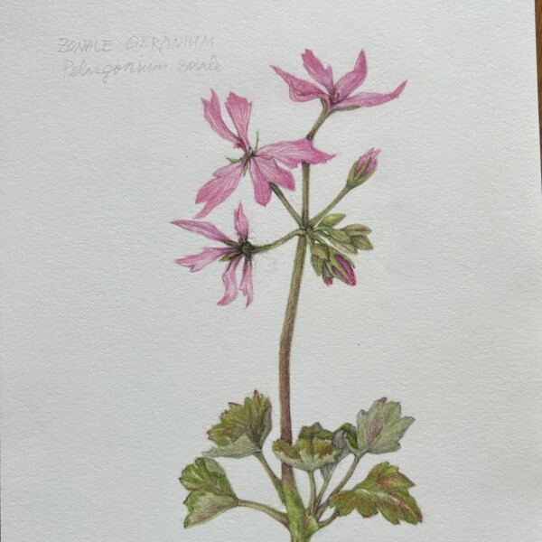 Zonal Geranium