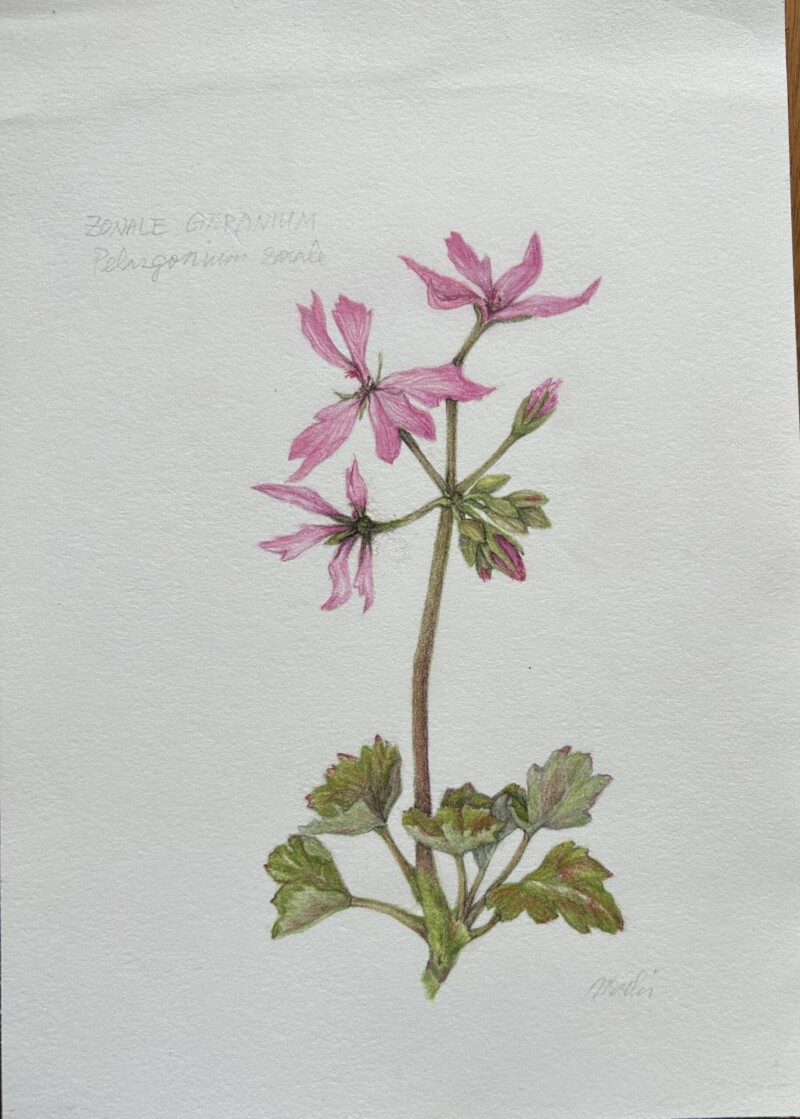 zonal-geranium