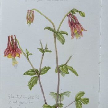columbine