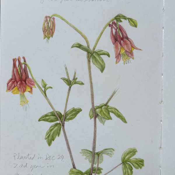 Columbine