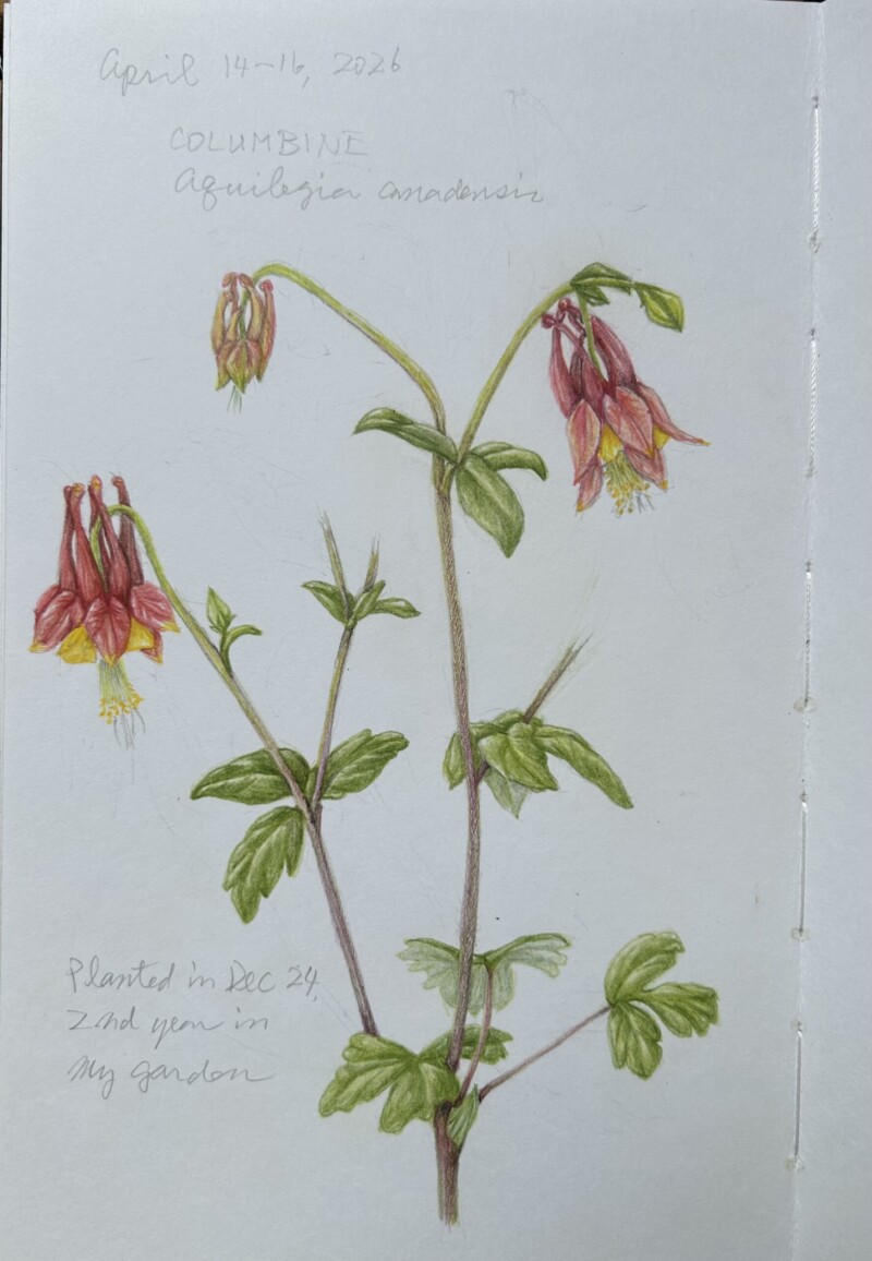 columbine