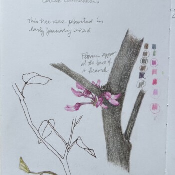 eastern-redbuds