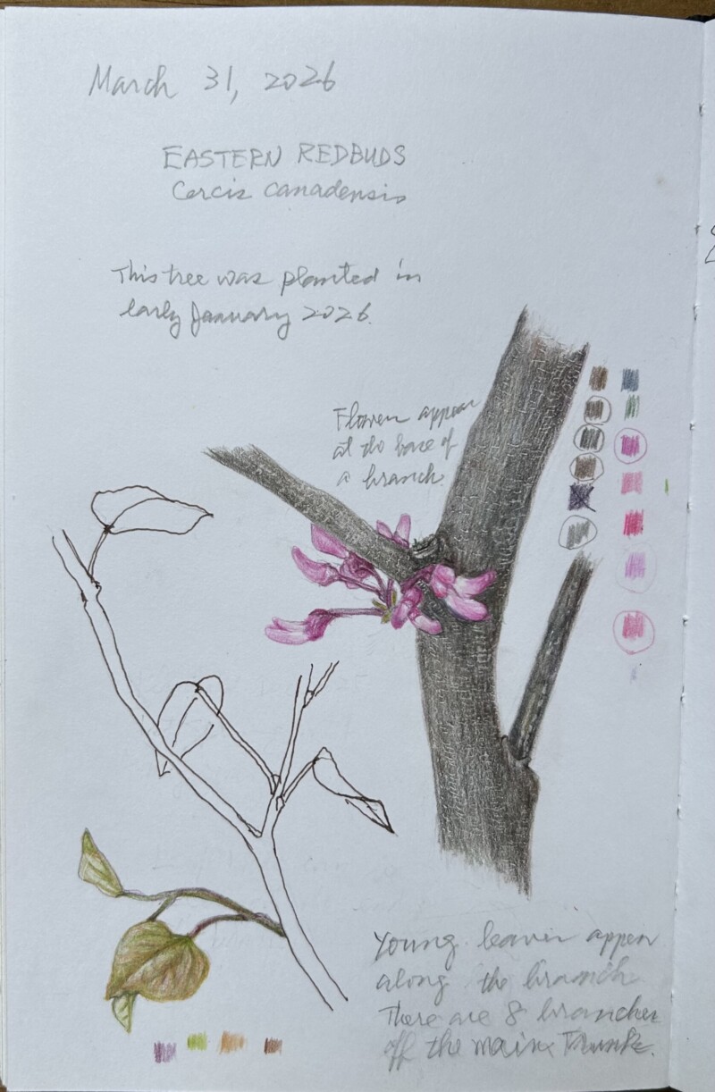 eastern-redbuds