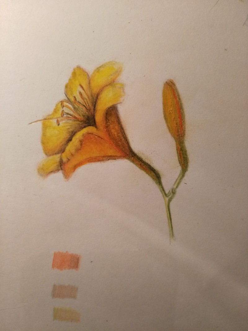 early-morning-day-lily