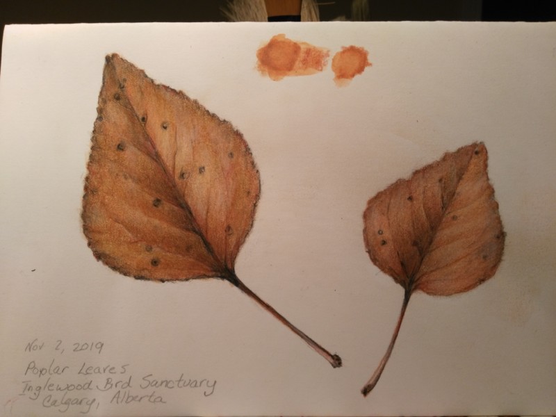 poplar-leaves-calgary