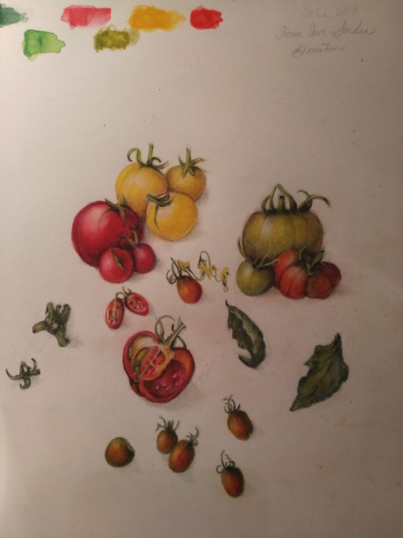 our-garden-tomatoes