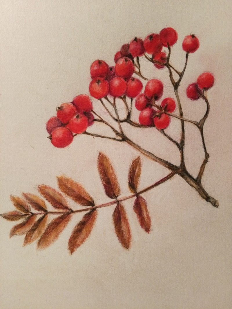 mountain-ash-berries
