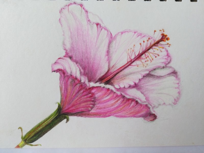 hibiscus-kauai