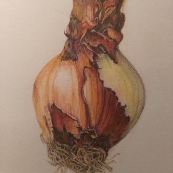 Amaryllis bulb