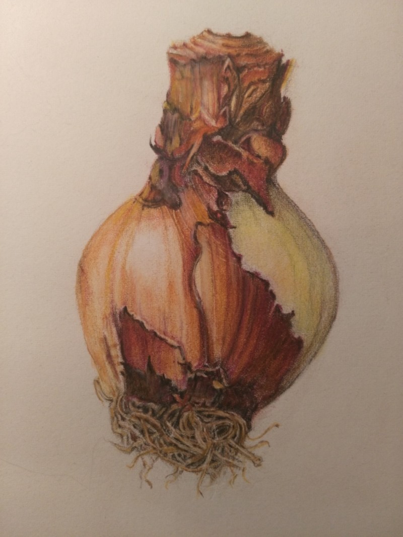 amaryllis-bulb-4