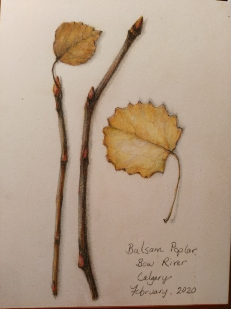 waiting-for-spring