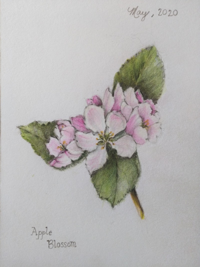 apple-blossom-3