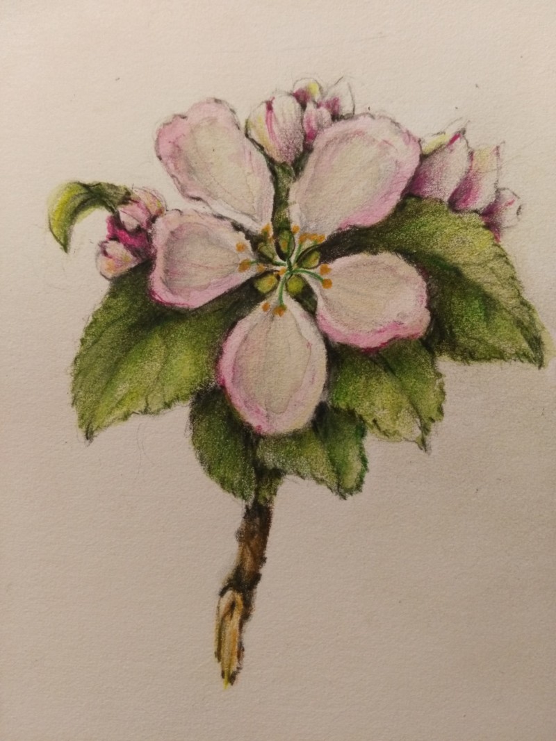 morning-apple-blossoms