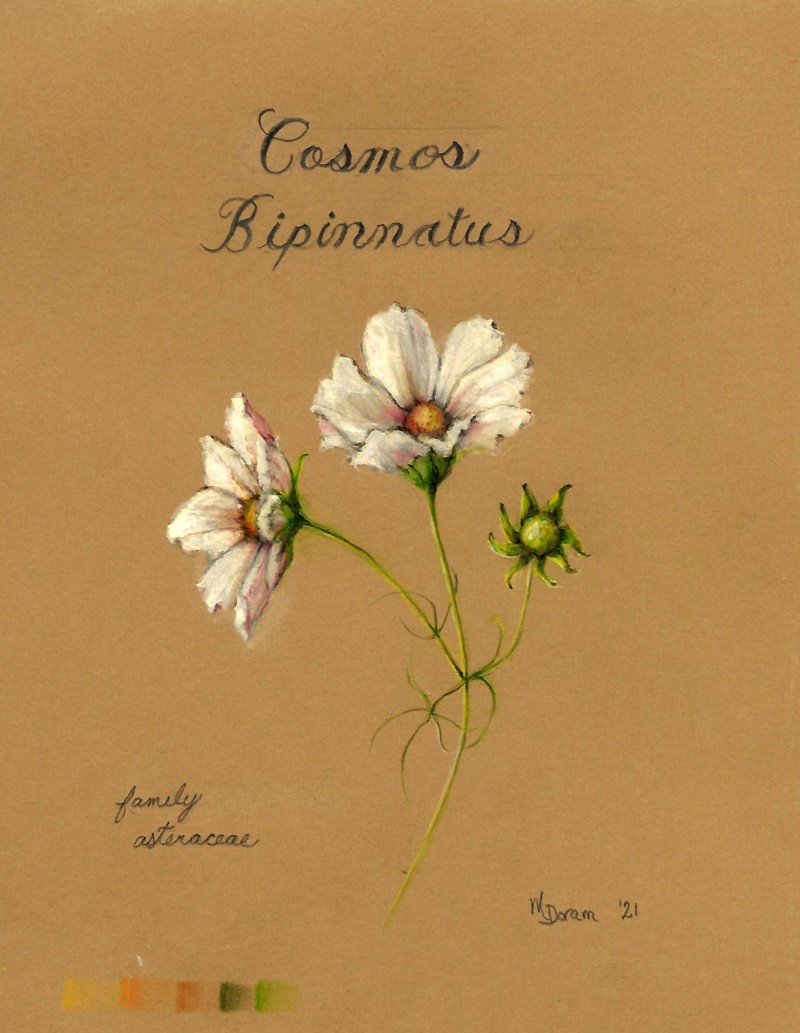 cosmos-2