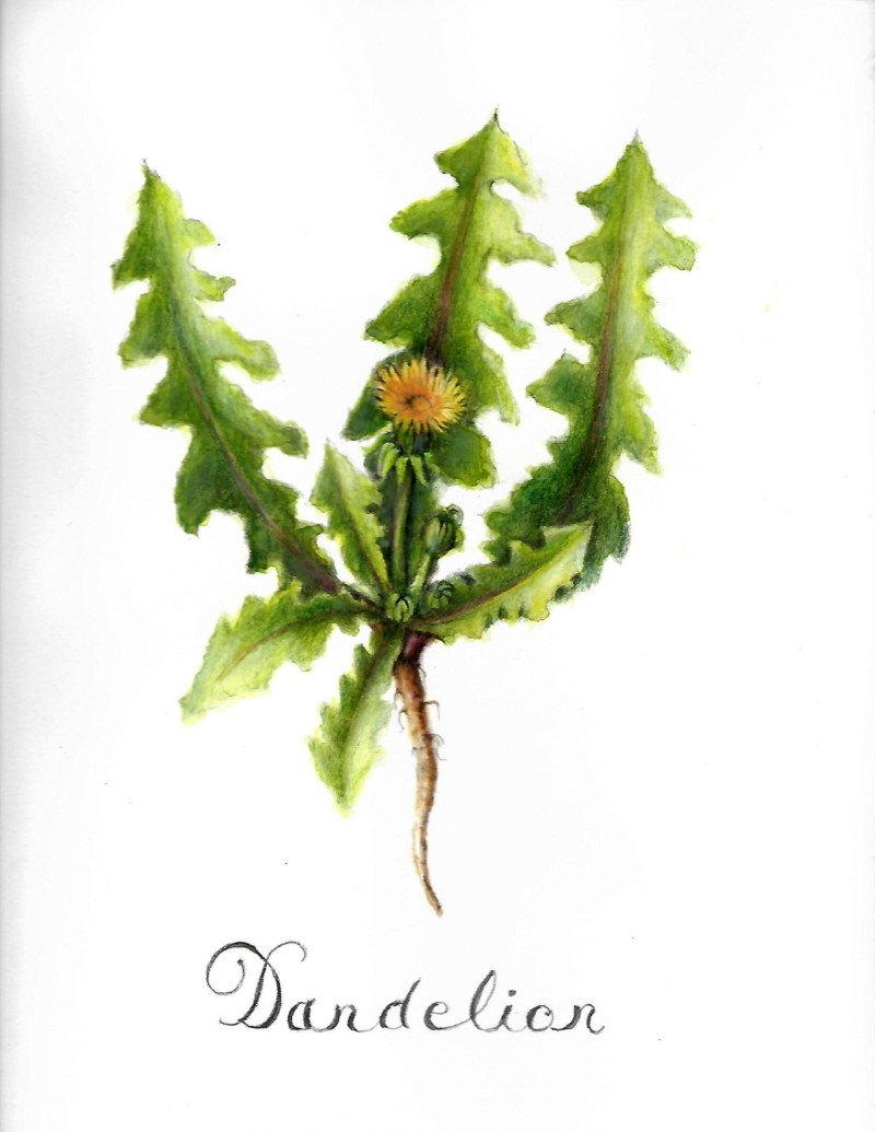 dandelion2
