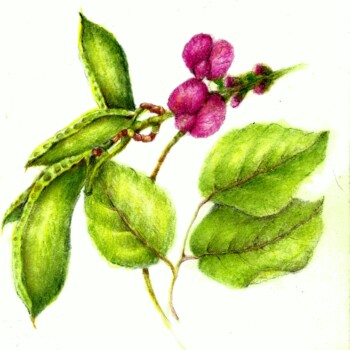 hawaiian-pink-pea-flower-nov-23