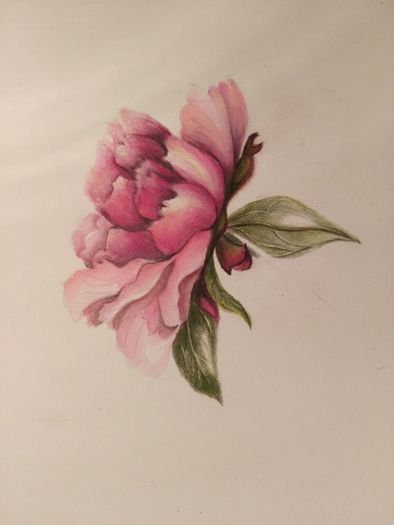 peony-3