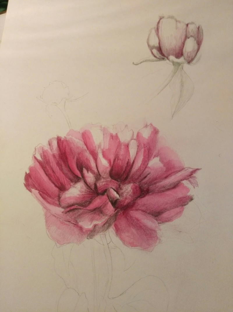peony-2
