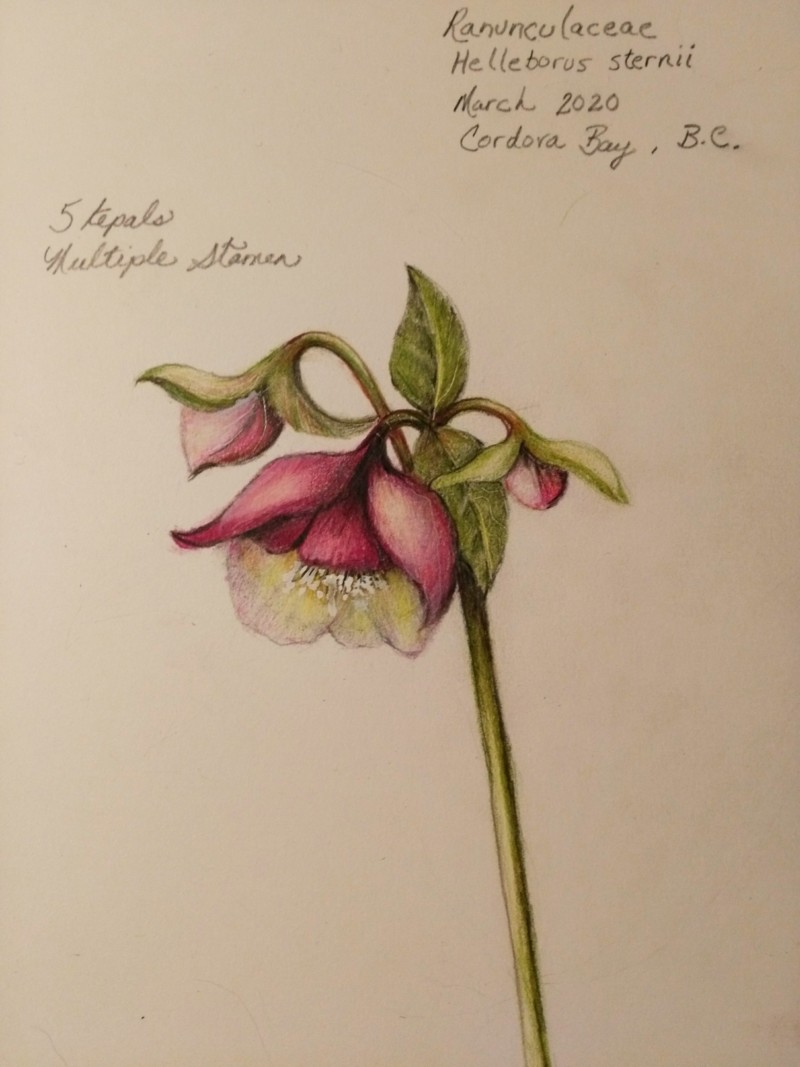 hellebore-vancouver-island