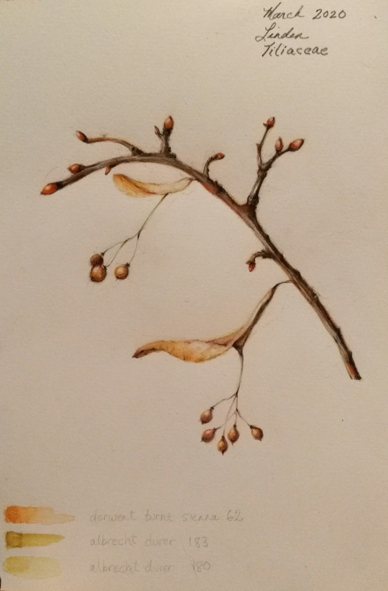 linden-tree-edmonton