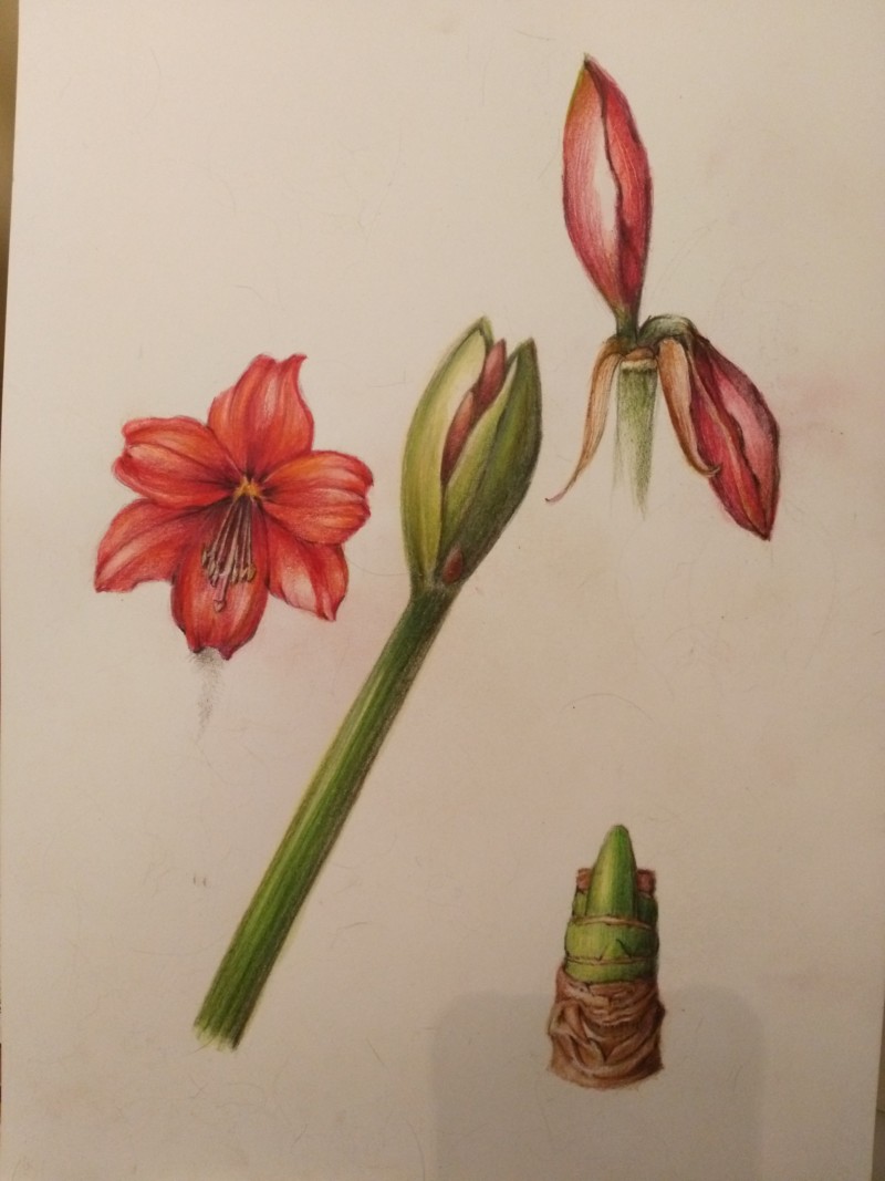 amaryllis-6