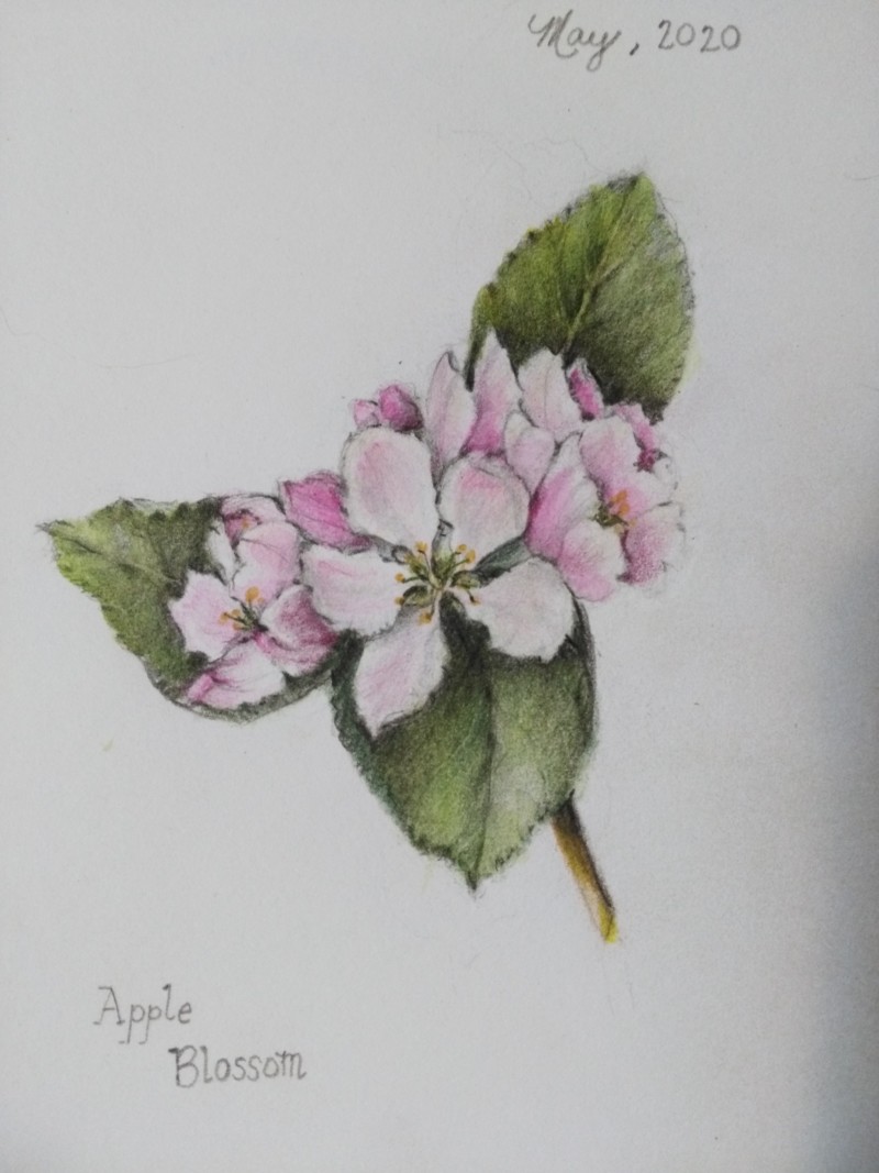apple-blossom-leaf-adjusted