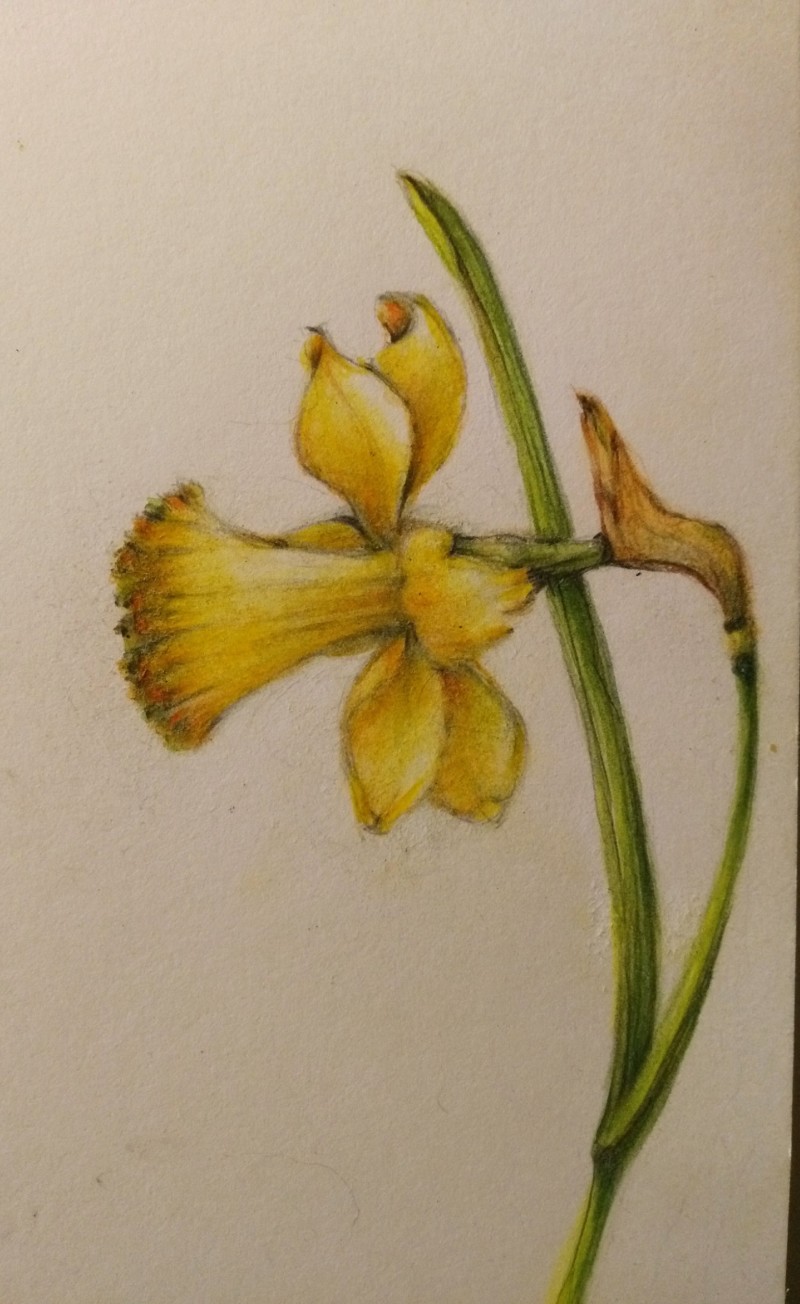 daffodil-5